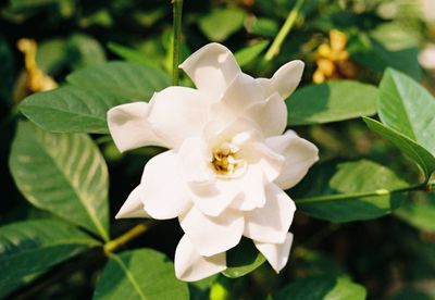 Close-up of white flowering plant