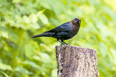 Close-up of bird perching on wood