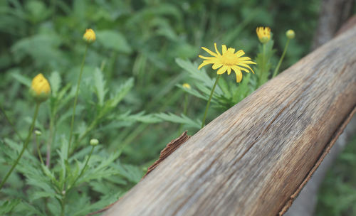 Close-up of yellow flowering plant