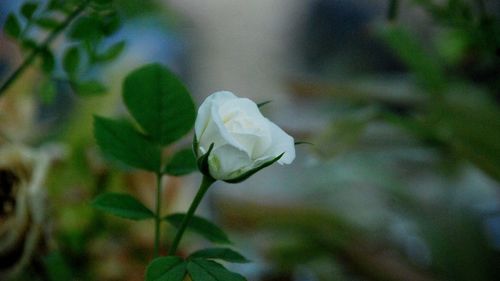 Close-up of white rose