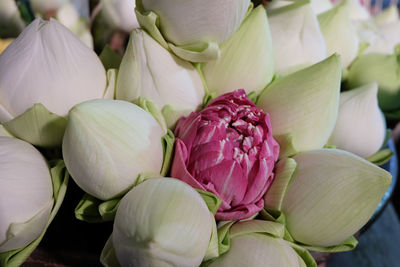 Close-up of pink flowers