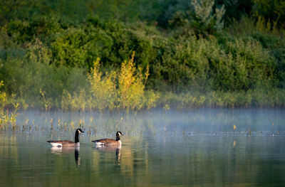 Some geese swimming in the mist on a lake in the light of the early morning sun.
