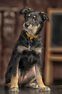 Portrait of dog sitting outdoors