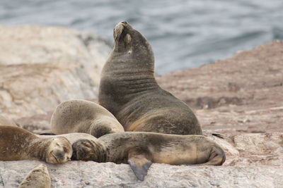 Sea lion resting on rock