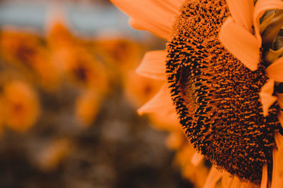 Close-up of orange flowering plant