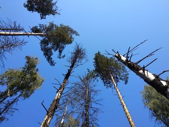 Low angle view of trees against clear blue sky