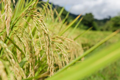 Close-up of wheat growing on field