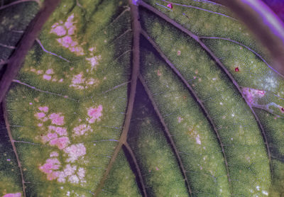 Close-up of raindrops on purple flower