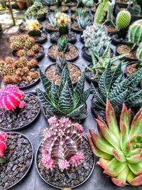 High angle view of potted plants