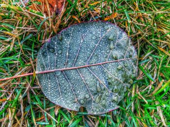 Close-up of hay on grassy field