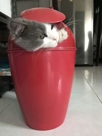 Close-up of a cat at home