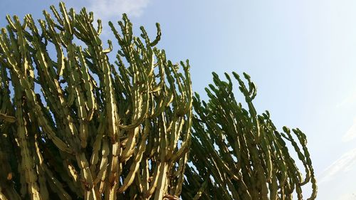 Low angle view of trees against sky