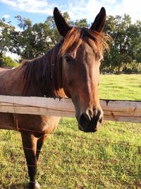 Horse standing in field