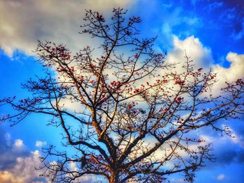 Low angle view of tree against blue sky