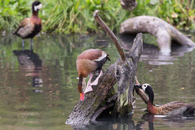 Birds swimming in lake