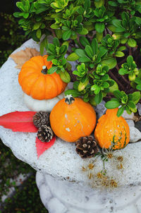 High angle view of orange pumpkins on plant