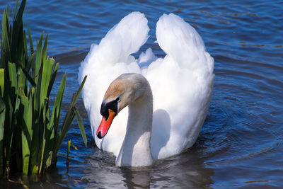 Swan floating on lake