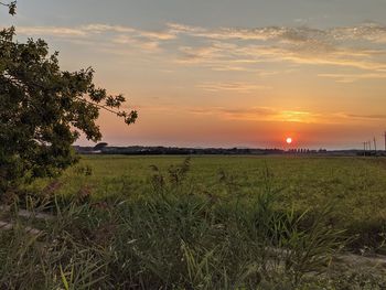 Scenic view of field against sky during sunset