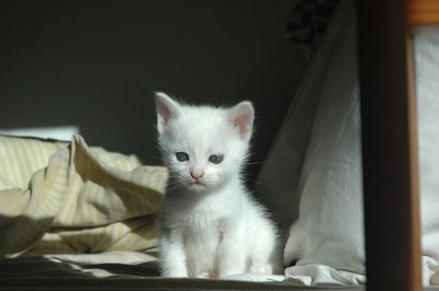 Portrait of kitten sitting on bed