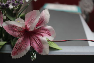 Close-up of pink flowering plant