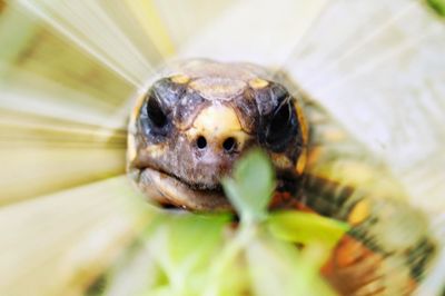 Close-up of snail