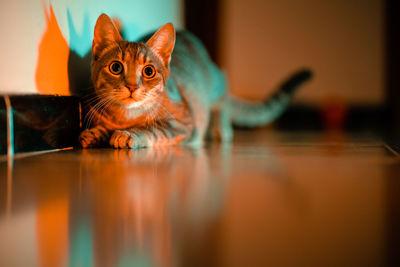 Portrait of cat relaxing on hardwood floor