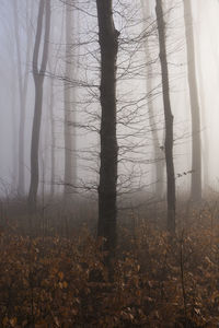 Trees in forest