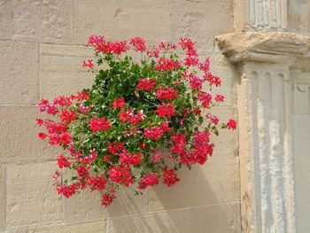 Close-up of red flowers blooming outdoors