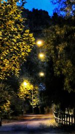 Illuminated street lights by trees in city at night