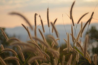 Close-up of stalks in field against sunset sky