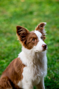 Close-up of dog looking away on field