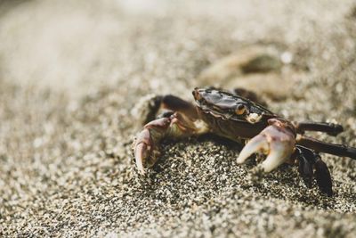 Close-up of crab on beach