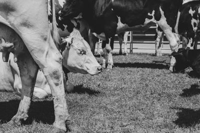 Cows grazing in field