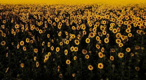 Full frame shot of yellow flowers in field