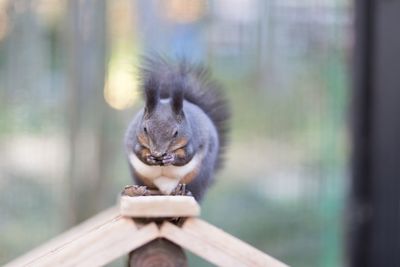 Close-up of squirrel on wooden railing