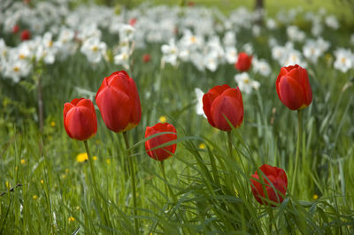 Close-up of red poppy blooming in field