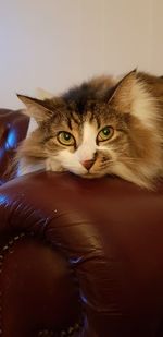 Close-up portrait of cat at home