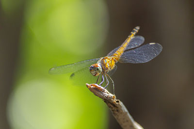 Close-up of dragonfly on twig