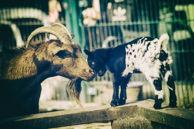 Close-up of goats