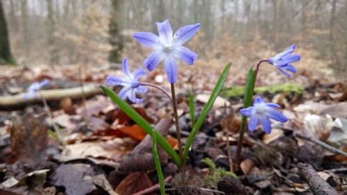 Close-up of purple crocus blooming on field