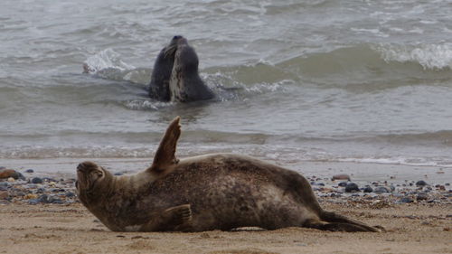 Sea lion on shore at beach