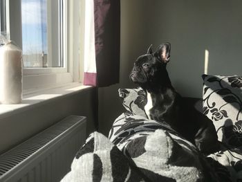 Close-up of dog sitting on sofa at home