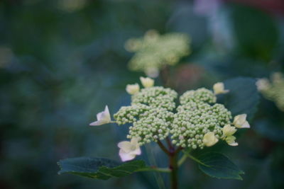 Close-up of purple flowering plant