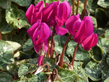 Close-up of pink flowering plants