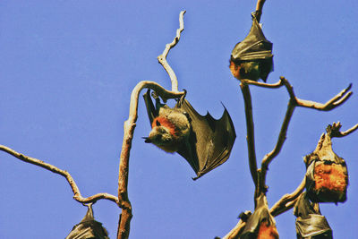 Low angle view of squirrel on tree against sky