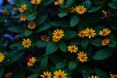 Close-up of yellow flowering plants