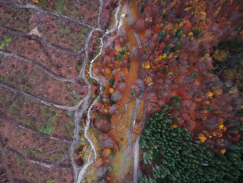 High angle view of trees on landscape