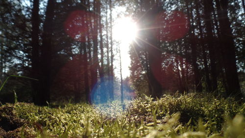 Sun shining through trees in forest