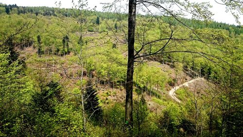 Scenic view of forest