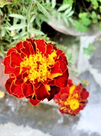 Close-up of flowers blooming outdoors